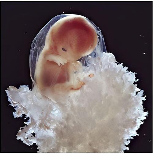 医院借卵试管代怀双胞胎【医院借卵试管代怀双胞胎:新生命的奇迹】